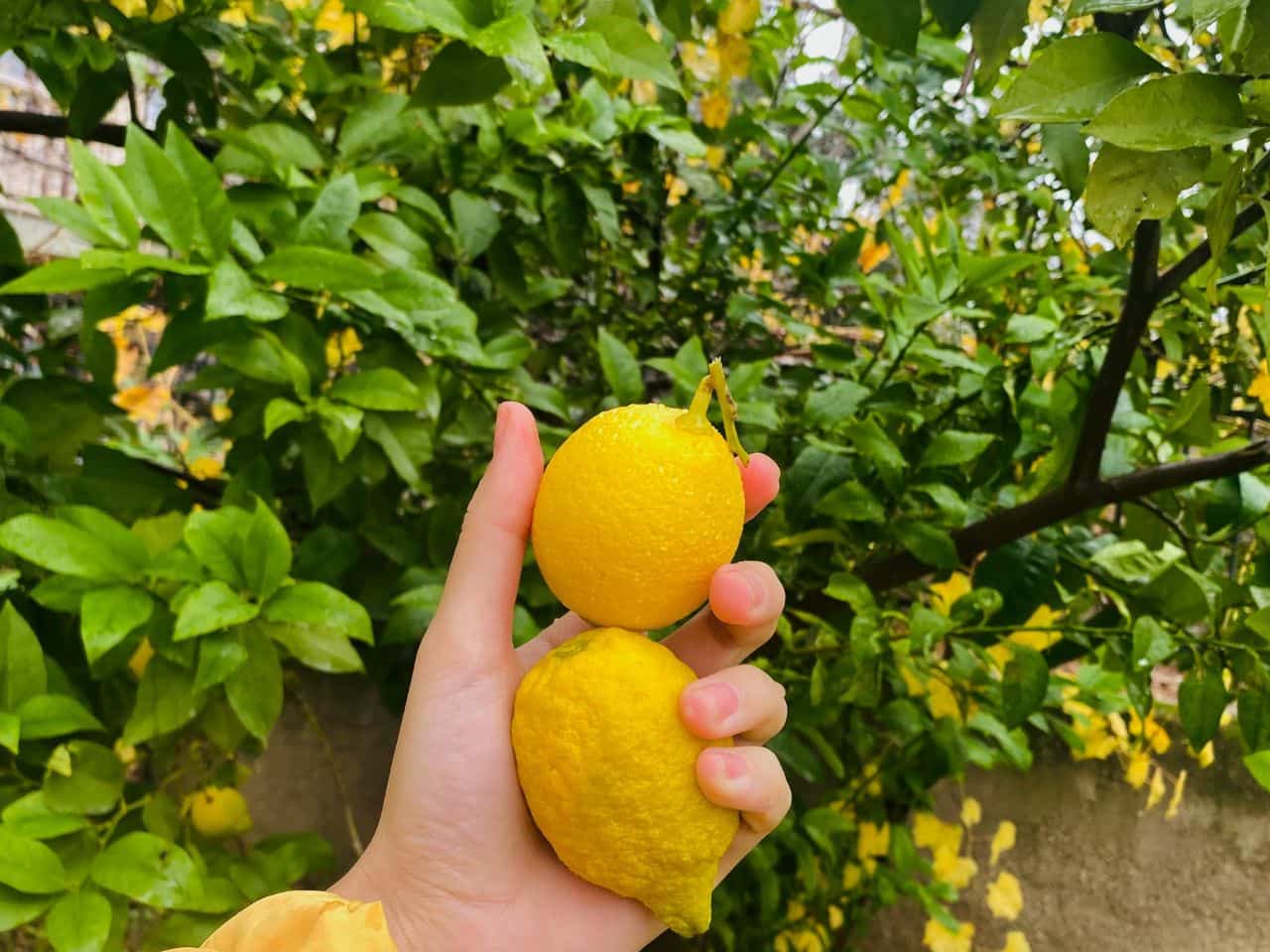 a Lady handholding famous Italian Lemons