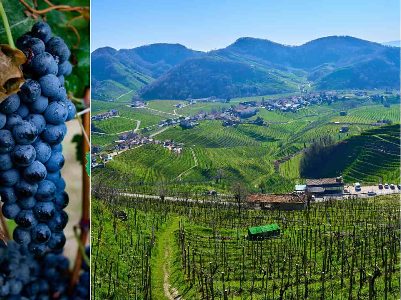 Collage of an Italian Vineyard with its black grapes
