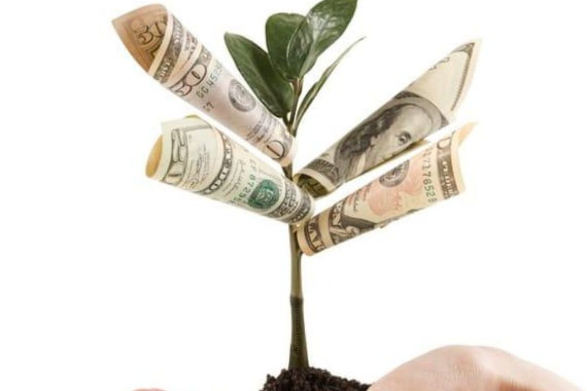 a small tree having dollars as their leaves to make you educate money hacks to live debt-free life