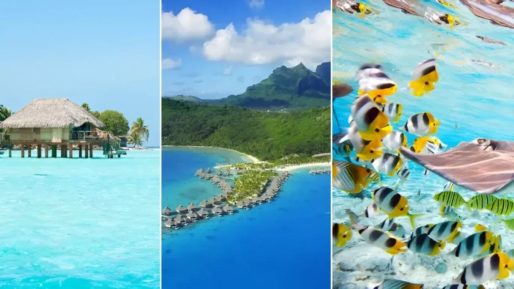 Collage of some overwater bungalows, bora bora island, and Colorful fish, stingray and black tipped sharks underwater in Bora Bora lagoon at one of the most romantic places in the world for couples