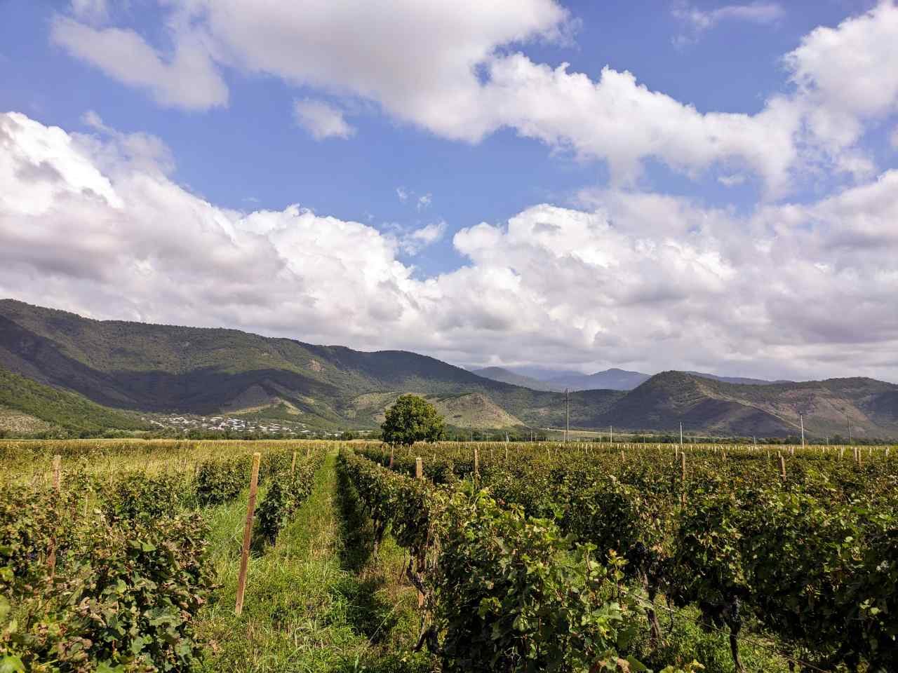 Vineyard landscape in Kakheti, Georgia’s wine region